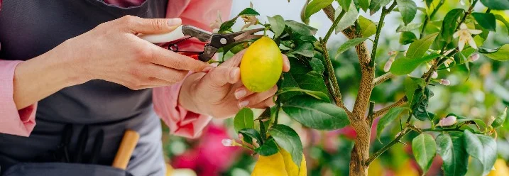 Person schneidet Zitrone von Baum